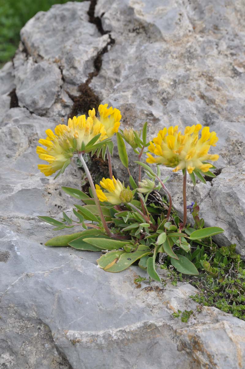 Anthyllis vulneraria